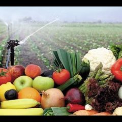 verdura fresca en LAS PEDROÑERAS