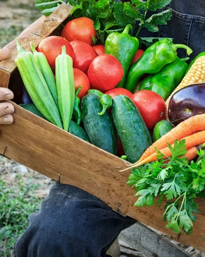 alimento vegetal